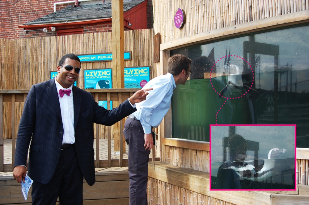 Norwalk_arthur_tim_penguin